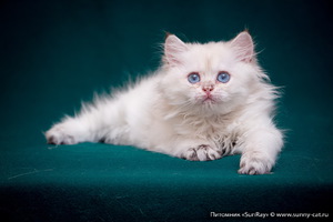 Британская длинношерстная порода - что за зверь?