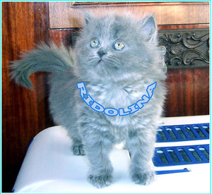 Британские котята