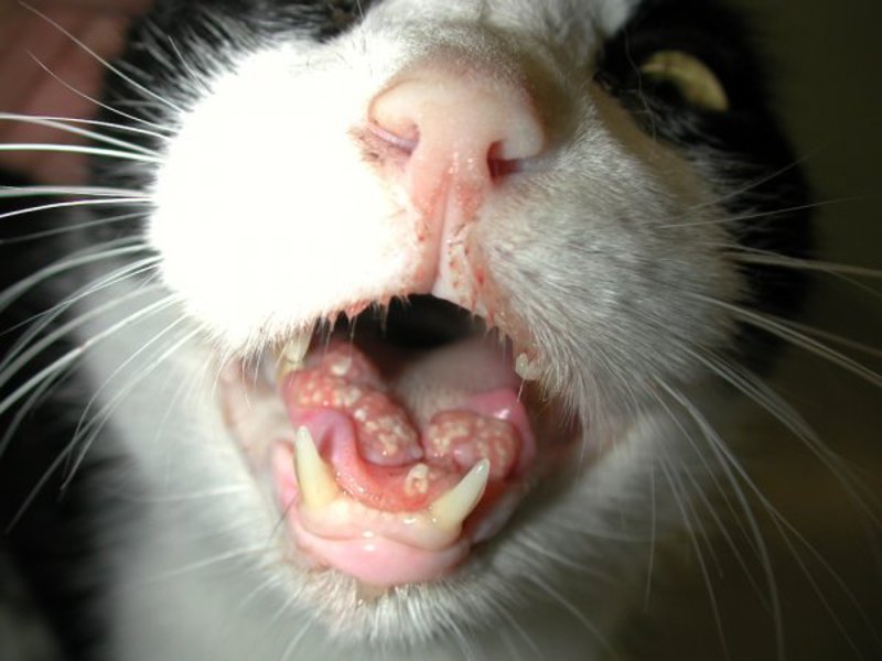 У кошки эозинофильная гранулема как лечить Лечение гранулемы