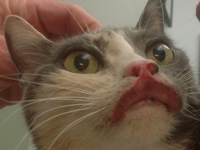 У кошки эозинофильная гранулема У кошки эозинофильная гранулема