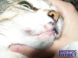 Болезни кошек