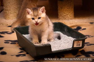 Маленький котенок в лотке Котенок в лотке