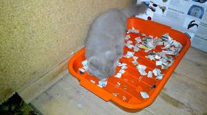 Лоток пластиковый для кошек Лоток пластиковый