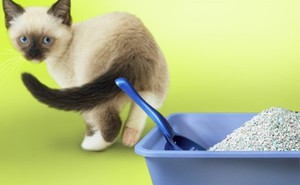 Котенок не хочет идти в лоток