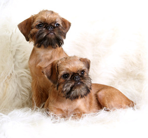 Гриффон Брюссельский