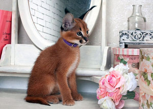 Дорогой питомец