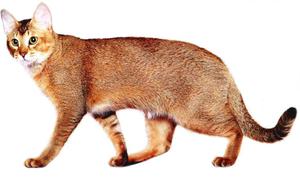 Кошки породы Чаузи