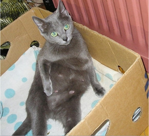 Беременная кошка рожает