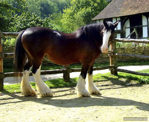 Описание породы