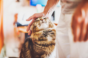 Как отучить кота постоянно кусаться