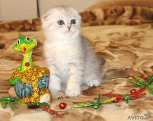 Шотландский вислоухий кот 