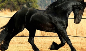 Окрас лошади фриз