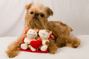 Бельгийский Гриффон