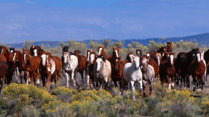 Табун диких лошадей
