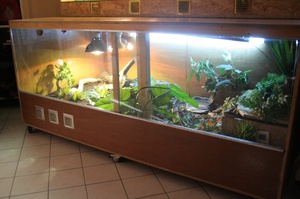 Террариум для варана