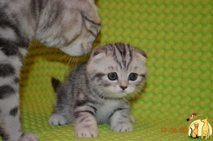 Как правильно кормить котов шотландской породы