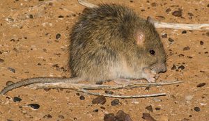 Мелкие грызуны для варана