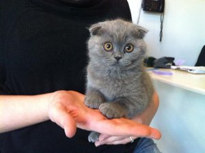 Питание котят шотландской породы