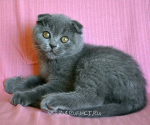 Как ухаживать за котятами