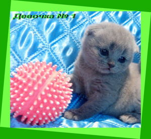 Правила ухода за котятами