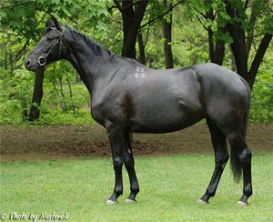 Как назвать породостую лошадь