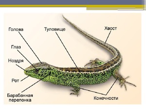 Прыткая ящерица-анатомия