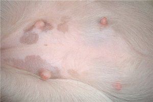 Внешние признаки беременности