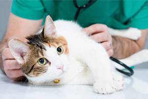 Как вылечить кошку при заражении глистами