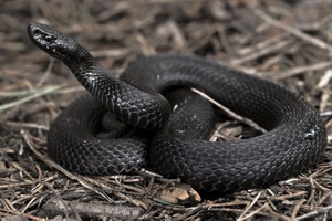 Гадюка обыкновенная  -Как выглядит красавица