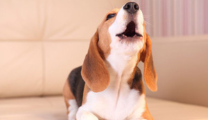 Мешает лай собаки дома - как отучить