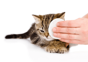 Кошкам необходимо протирать глаза