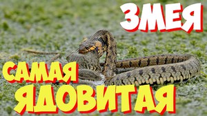 Топ-10 самых ядовитых змей мира: названия и описание видов