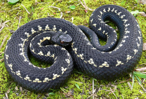 Как выглядит черная мамба и насколько она опасна