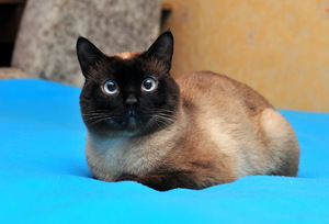 Меконгский бобтейл характеристика