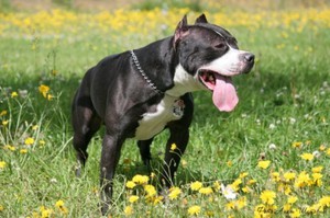 Американский питбультерьер на прогулке