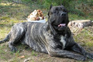 Огромный канарский дог