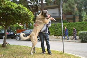 Анатолийская овчарка