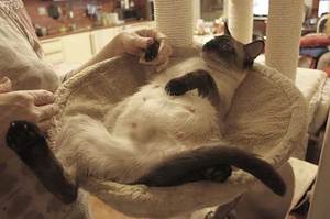 Сроки течки у кошек