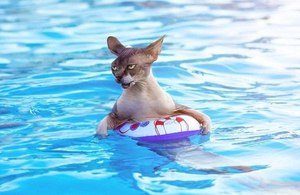 Коты боятся воды: причины 