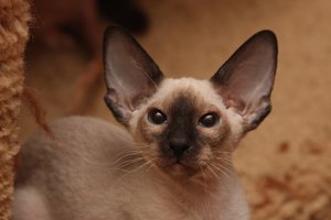 Петербургский сфинкс- очаровательная мордочка