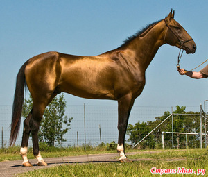 Описание породы