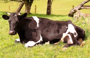 Как лечить кетоз