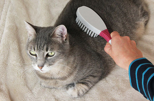 Расчесывание кошки
