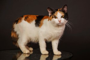 Черепаховые (трехцветные)  кошки - особенности окраса