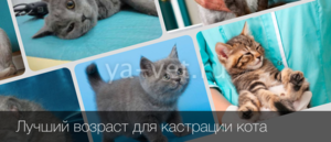 Кастрация кота