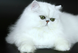 Нрав кошек персидские шиншиллы