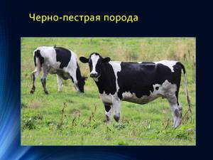 Преимущества содержания молочных пород