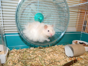 Как обустроить клетку хомяку