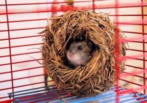 Игрушки для хомячков