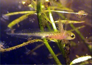 Размножение тритона в воде